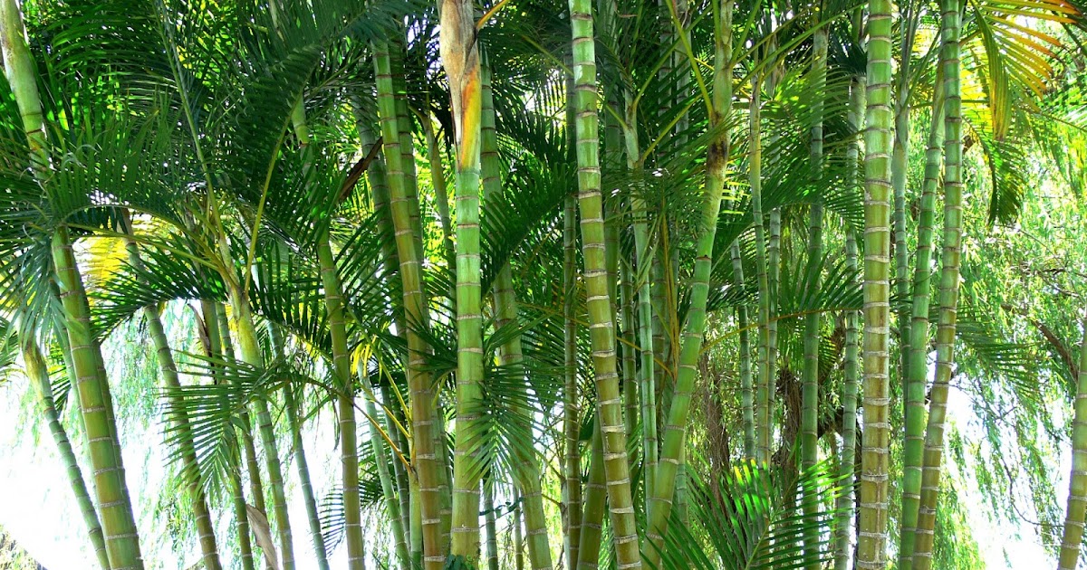 Chamaedorea Seifrizii Palem Bambu Tanaman Indoor Yang Atraktif Desain Lanskap