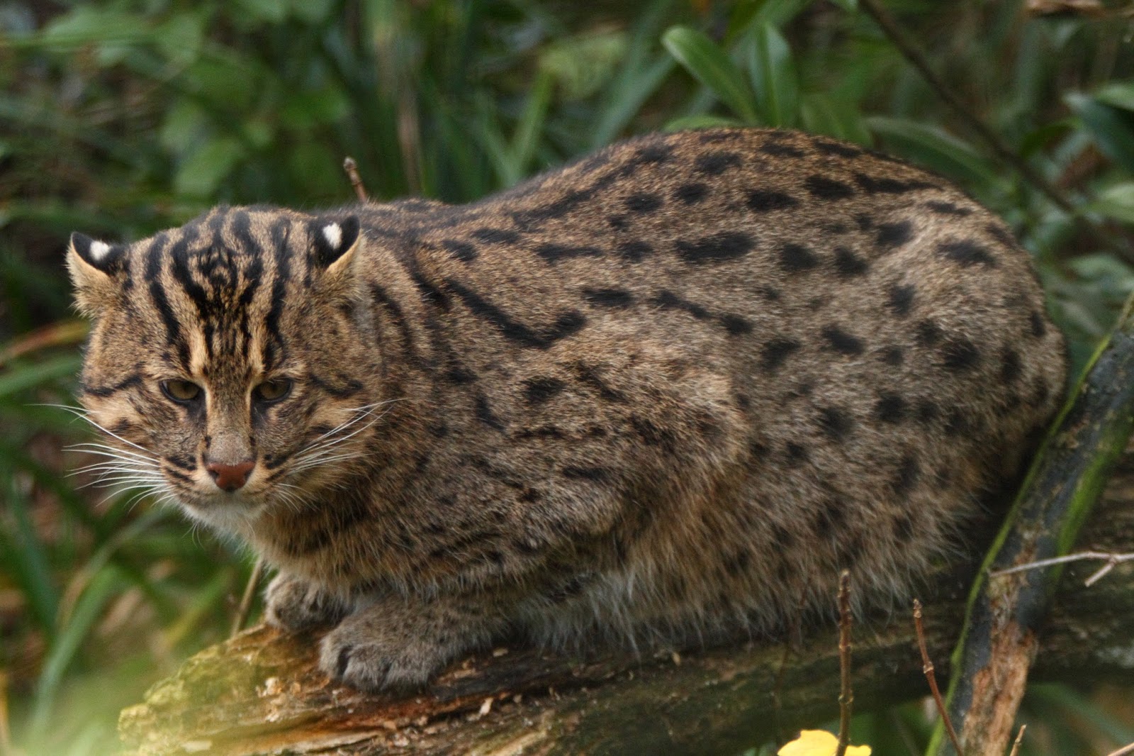 Abe's Animals Earth's most endangered small wild cats