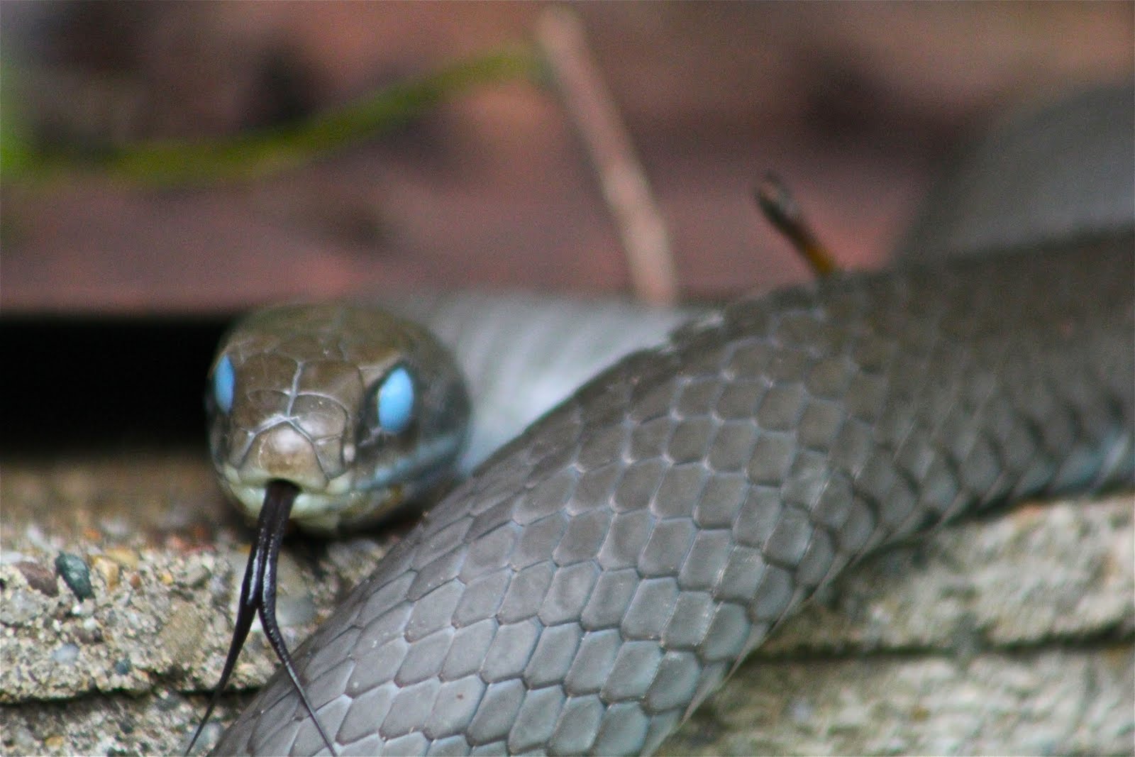 What Does Snake Blue Eyes Mean at Jared Wiles blog