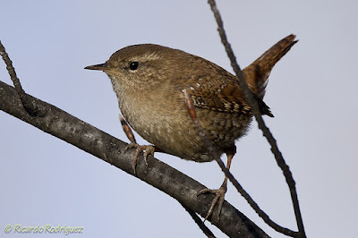 Chochín común (Troglodytes troglodytes)