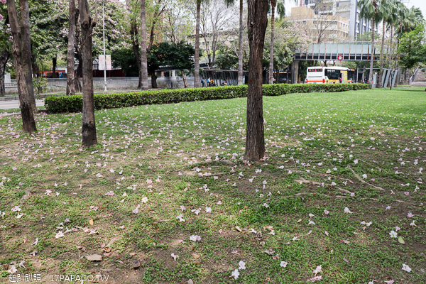 台中南區|興大綠園道|綠川河畔風鈴木|台中最長洋紅風鈴木步道|江川公園 台中南區|興大綠園道|綠川河畔風鈴木|台中最長洋紅風鈴木步道|江川公園