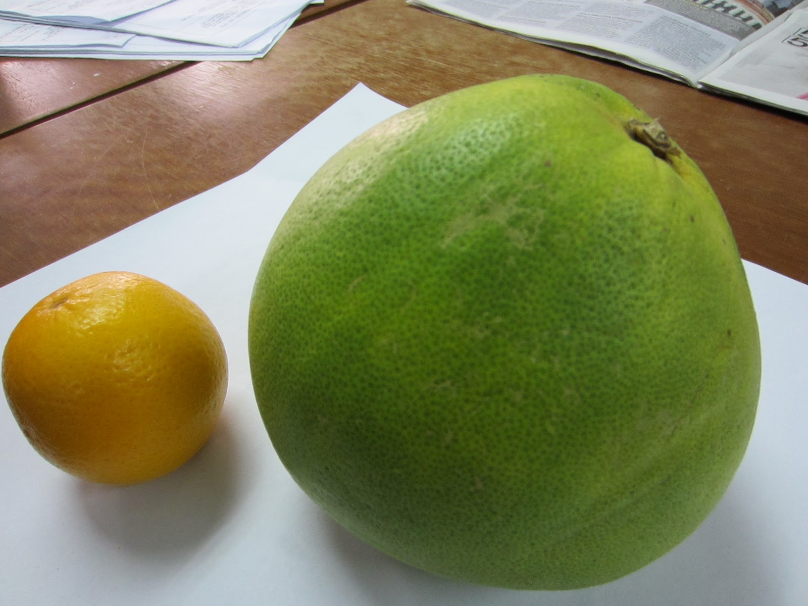 помело из чего скрещен. помело это гибрид. гигантский помело. помело фрукт цитрусовые. помело фрукт цитрусовые.