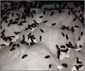 Japanese ants