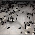 Eight Secret Benefits of Japanese Ants Mandatory You Know