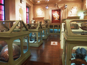 The Ulisse Aldrovandi Museum at the Palazzo Poggi