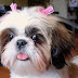 15 Reasons Why You Should Never Own Shih Tzus