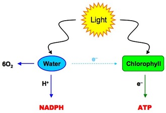 # 102 The light-dependent reactions, Photophosphorilation | Biology
