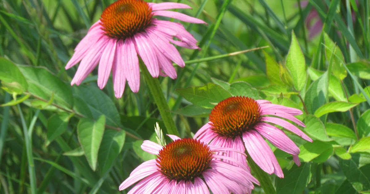 Pioneer Woman at Heart More Blooms Dehydrating Sage From Pile to File