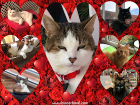 The B Teams Valentine's Selfies ©BionicBasil®Sunday Selfies 