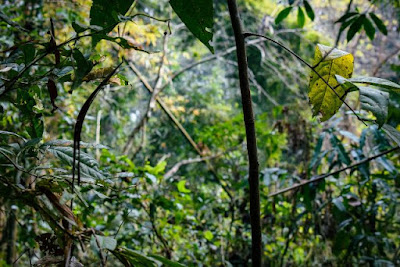Beautiful Satchari national park tour guide 2021 4 Inside of Satchari national park