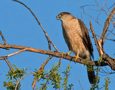 Photo of a Cooper's Hawk in a tree Photo of a Cooper's Hawk in a tree
