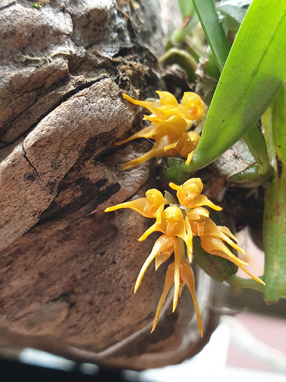 Bulbophyllum sutepense