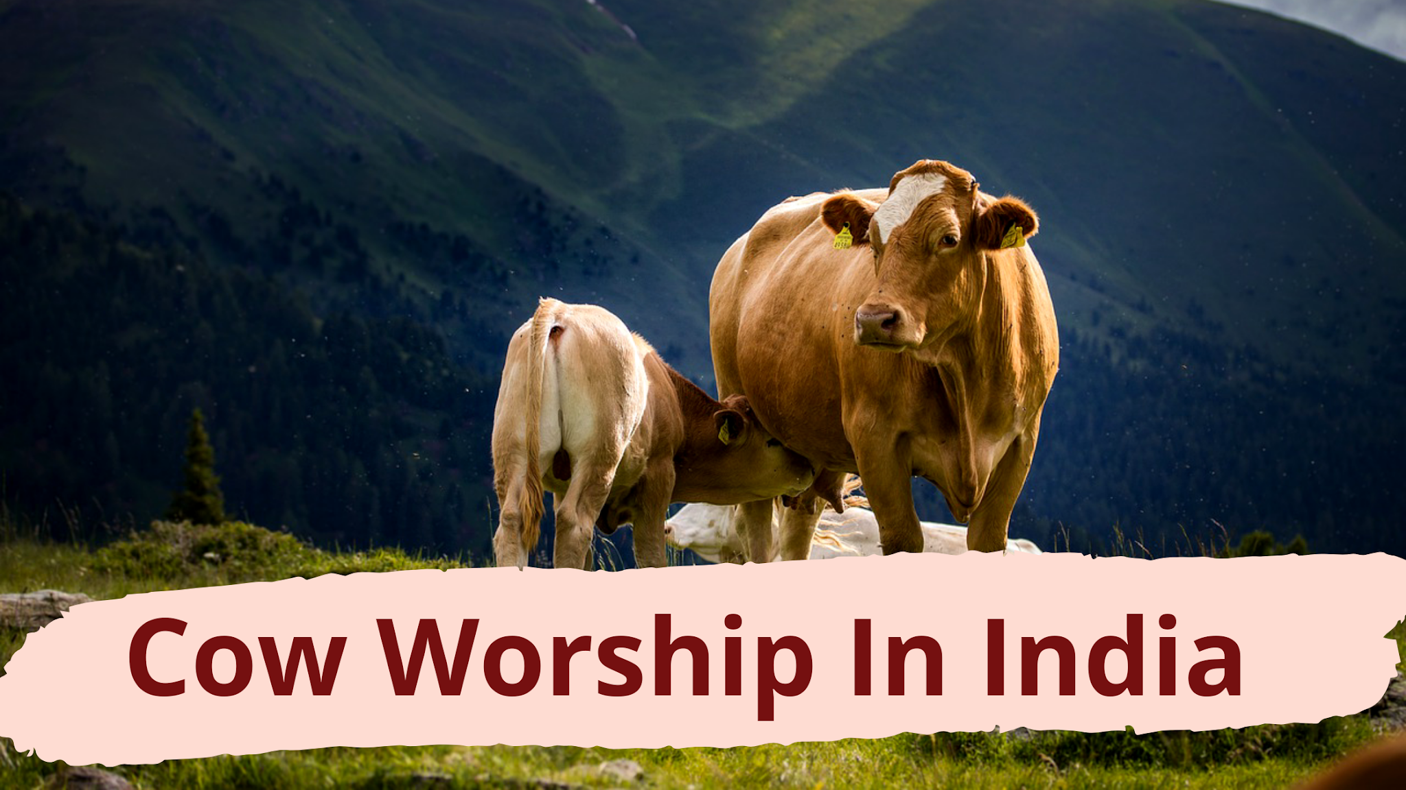 Why Hindus Don't Eat Beef And Practice Cow Worship