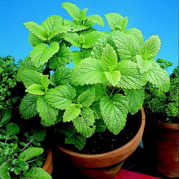 cuidado de las plantas Cómo Cuidar de las Plantas