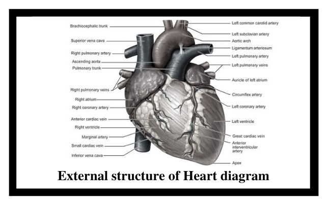 external structure of Heart