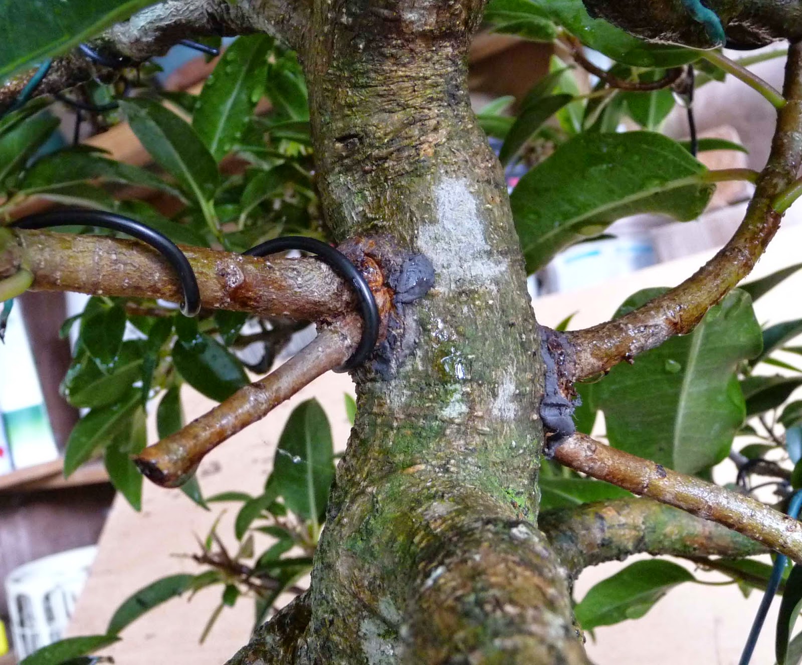 Stephen Cullum's Bonsai & Pottery Post 158 Ficus hairpin insertion