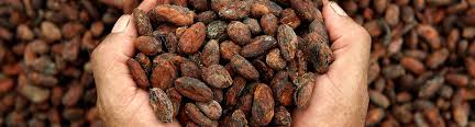 Granos de Cacao.