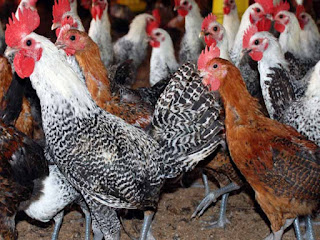 Ayo Bisnis Ternak Ayam Arab Dan Raih Keuntungannya