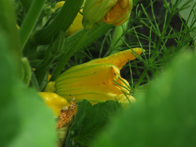 Flower of pattypan squash under leaves of the plant plus mare's tails / horse tails (Equisetum arvense)