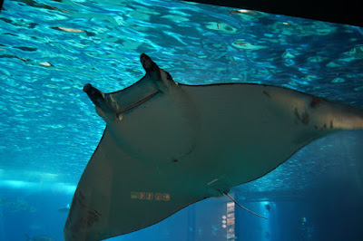 Oceanario-Parques das Naçoes-Lisbonne-Portugal