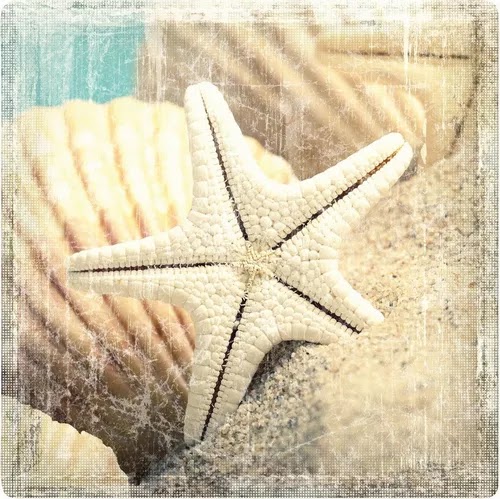 Starfish Coasters