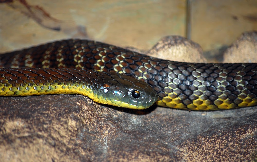 Snakes in the blue mountains
