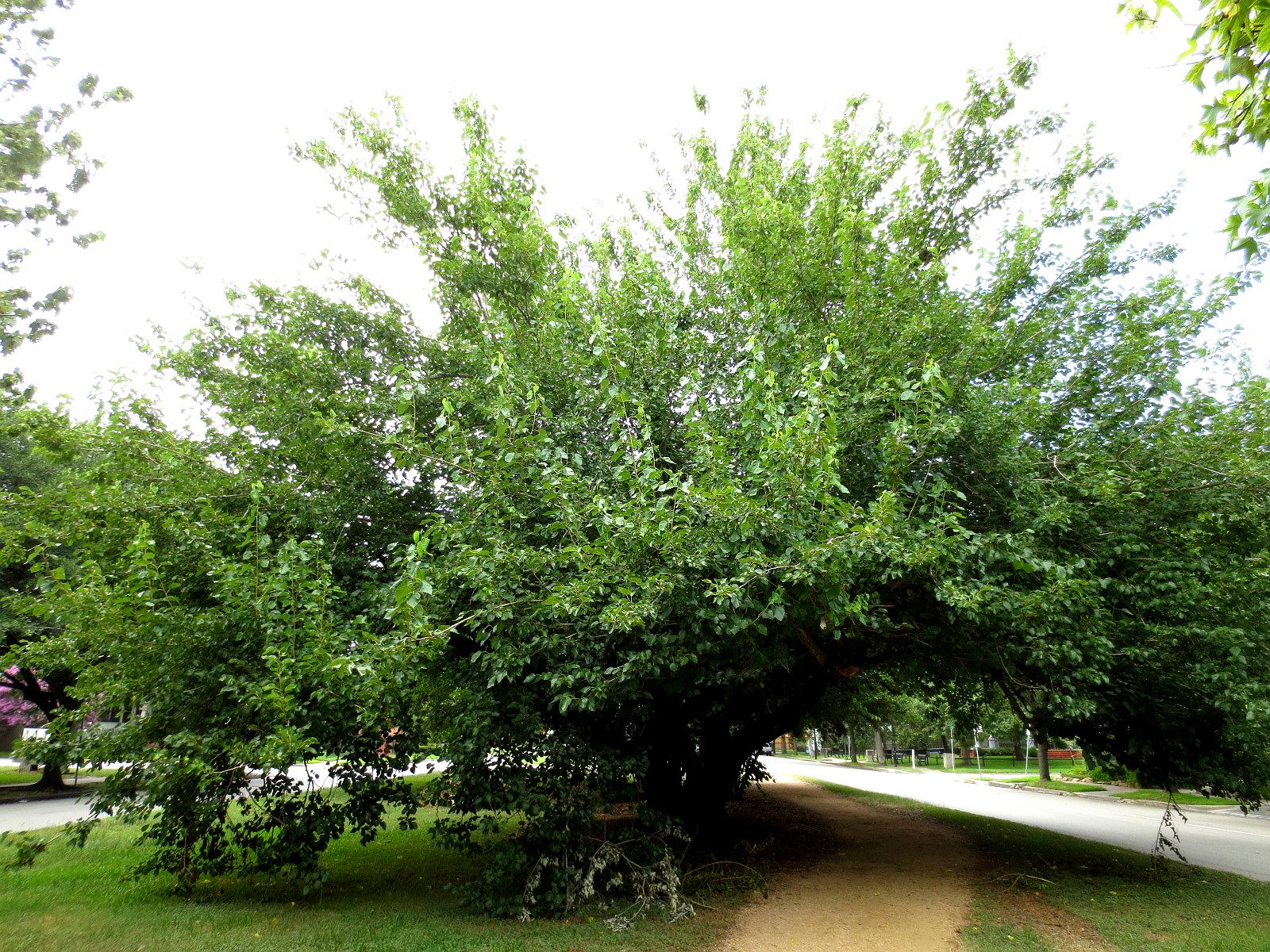 Remarkable Trees of Texas: CLIMBING TREES: THE OLD MULBERRY ON HEIGHTS BLVD