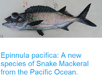 https://sciencythoughts.blogspot.com/2018/02/epinnula-pacifica-new-species-of-snake.html