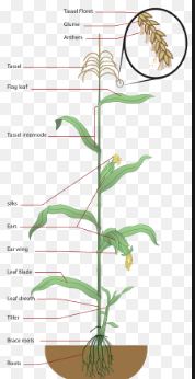 Klasifikasi Dan Morfologi Tanaman Jagung Lengkap Info Bertani