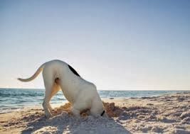 cão cavando na praia