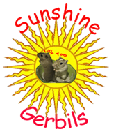 Sunshine Gerbils