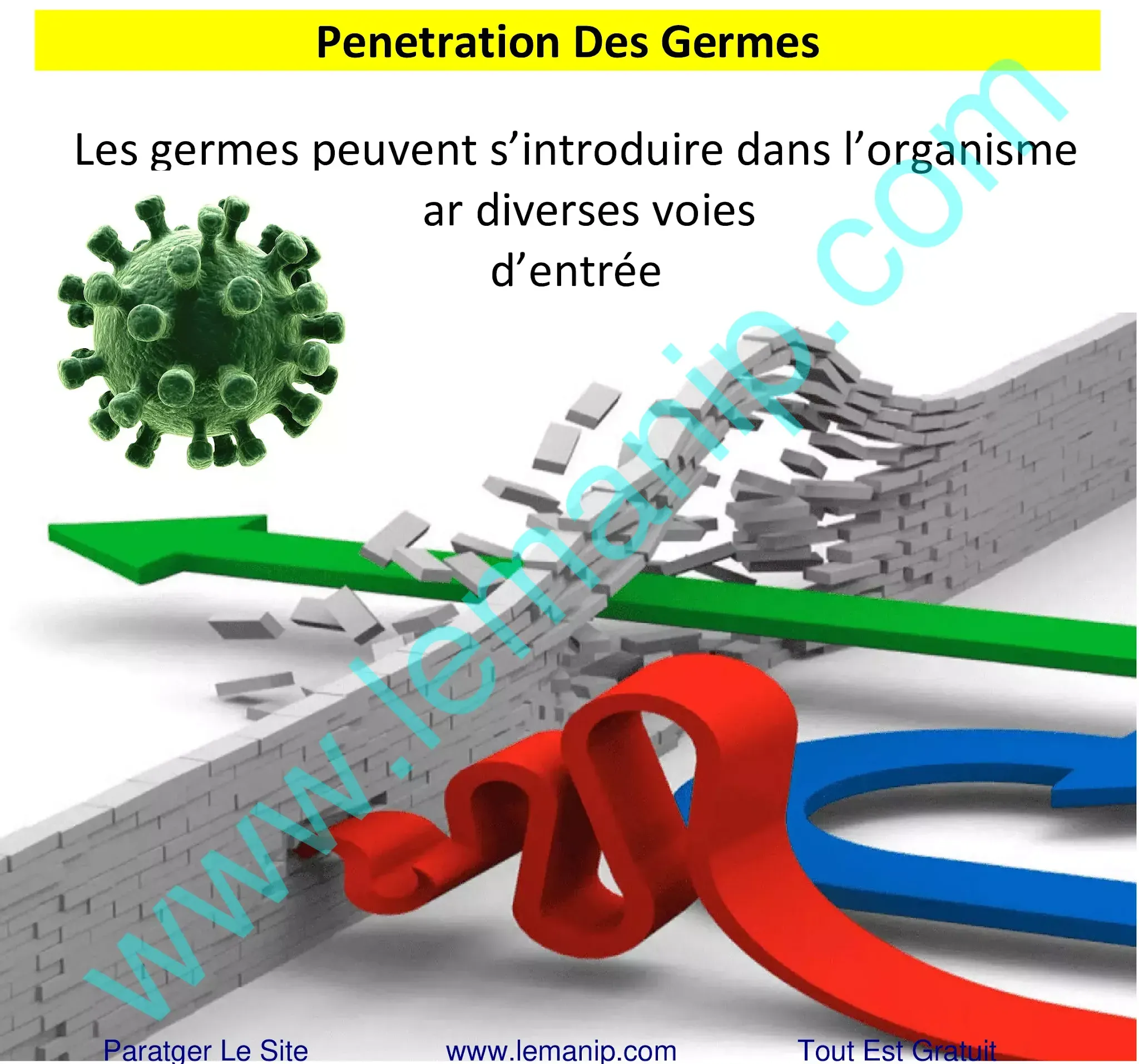 Penetration Des Germes