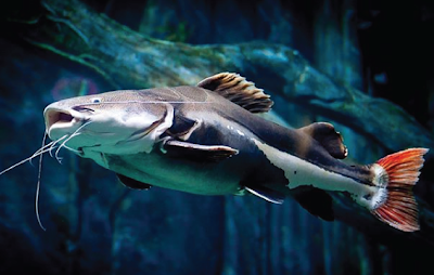 Temperamen Redtail Catfish