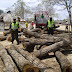 Corpoguajira y Policía Nacional, decomisaron madera ilegal en Maicao :: Rosita Estéreo