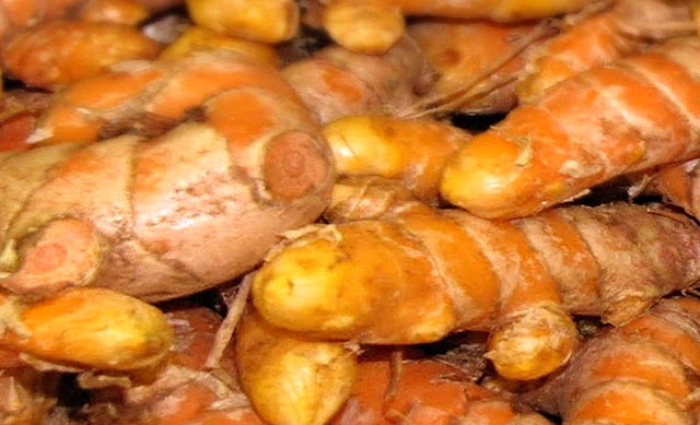 Peluang Usaha Budidaya Kunyit Menguntungkan