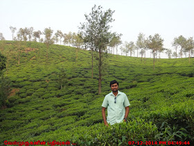 Wayanad Tea Estates