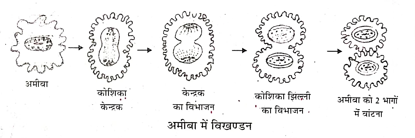 अमीबा ( Amoeba ) : अमीबा में , कोशिका में पाया जाने वाला केन्द्रक लम्बा होकर बीच से दो भागों में बँट जाता है । केन्द्रक के विभाजन के पश्चात् कोशिका कला ( Cell membrane ) अन्दर की ओर सकर , दो भागों में बँट जाती है । इस विभाजन के साथ कोशिका द्रव्य भी विभाजित हो जाता है । पैतृक अमीबा का दो सन्तति अमीबा में निर्माण होता है प्रत्येक सन्तति अमीबा स्वतंत्र होकर अपना जीवन व्यतीत करता है ।