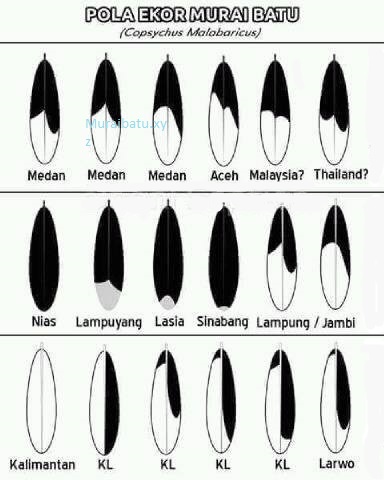 Burung Pedia 122: Gambar pola ekor murai batu semua jenis