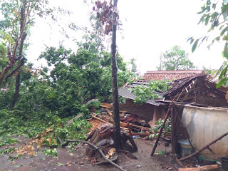 Bondowoso : Puting Beliung Terjang Rumah Warga Jatian, Maesan