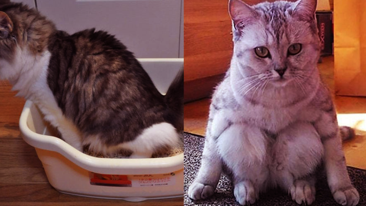 What To Do About Litter Box Accidents