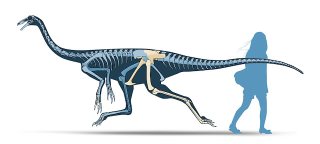 Saltillomimus rapidus skeletal reconstruction
