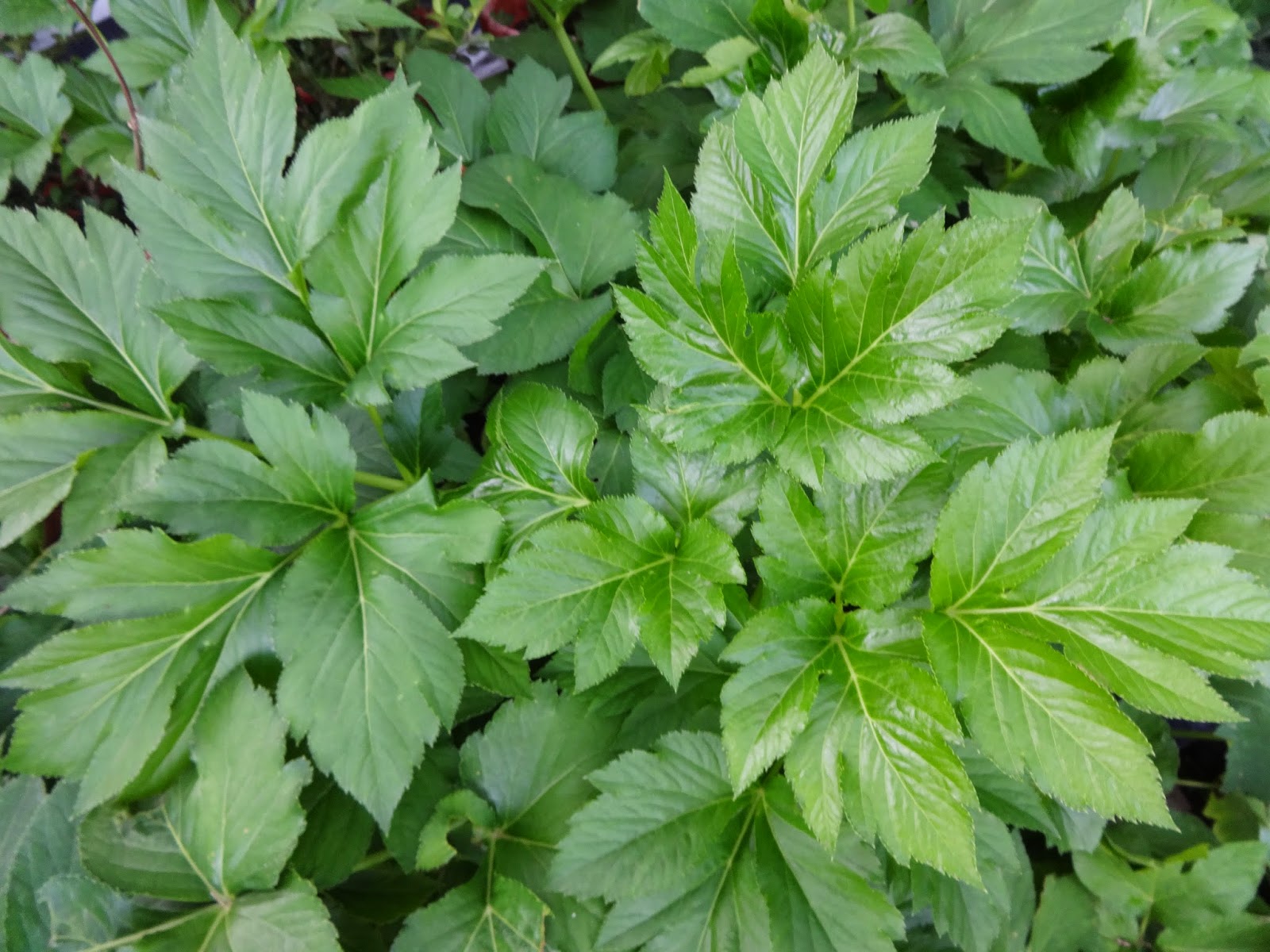 Herbs from Distant Lands Angelica keiskei Ashitaba, Tomorrow's Leaf