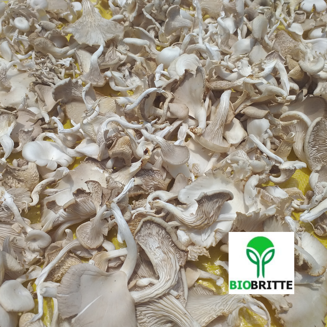 Sundrying Mushrooms Oyster Mushrooms Mushroom Learning Center Kolhapur