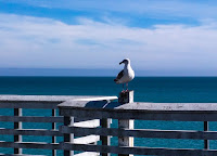 a seagull perched atop the safety railing on a pier