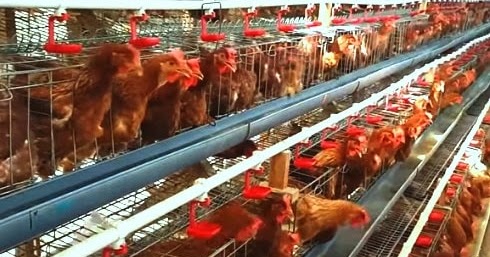 Ciri Dan Manfaat Serta Jenis Budidaya Unggas Petelur Wirausaha Unggas