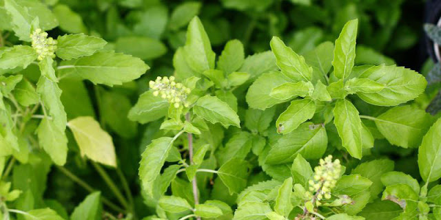 Basil controls increased uric acid, is also beneficial in many other diseases