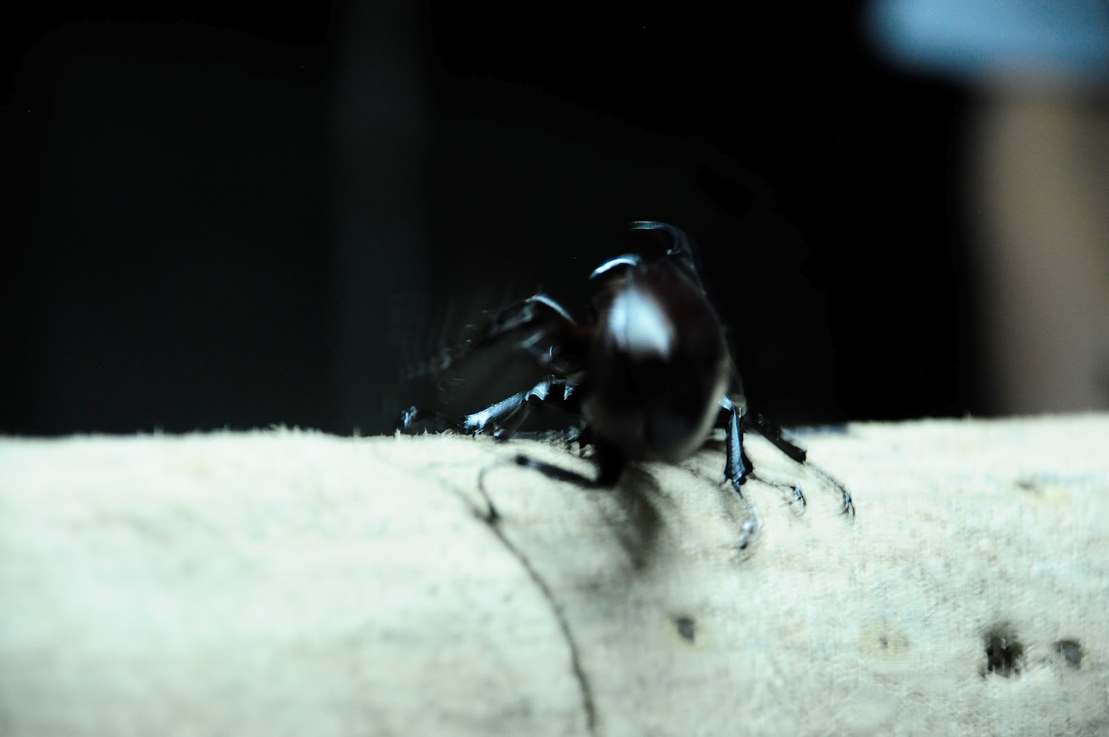 Hercules Boxer Novel Adventurers: Off The Beaten Track: Hercules Beetle Boxers