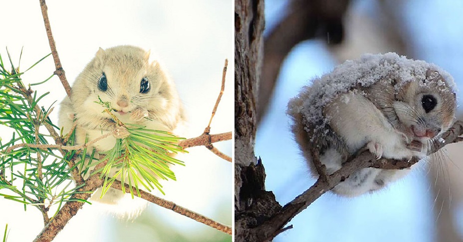 Las Ardillas Voladoras Japonesas Y Siberianas Son Probablemente Los Animales Mas Lindos Del Mundo