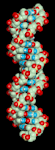 ...DNA(deoxyribonucleic acid)