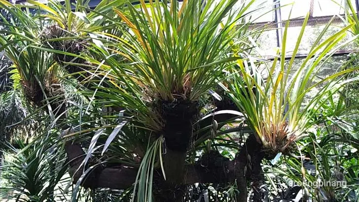 rumah anggrek kebun raya bogor